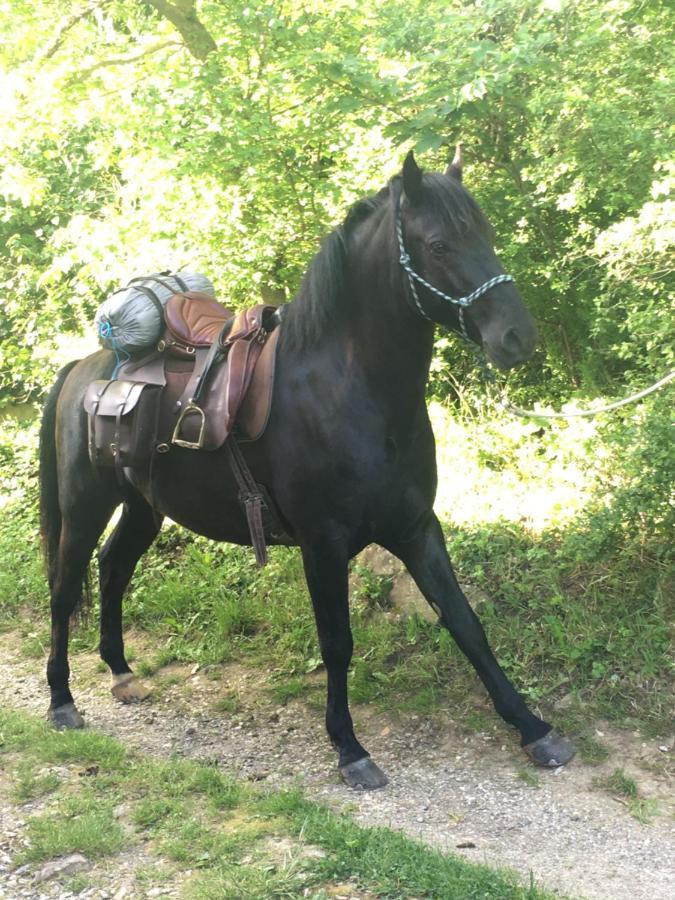 Gite De La Bastide - Cabania Pays Cathare Camps-sur-l'Agly Esterno foto